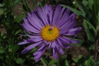 Arbeitssocken online kaufen